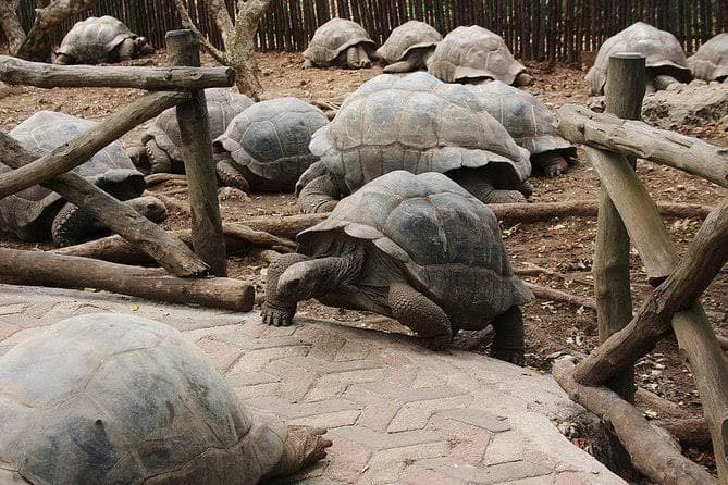 Prison Island Tortoises