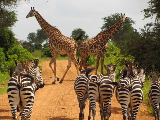 1-Day Mikumi National Park Fly-In Safari
